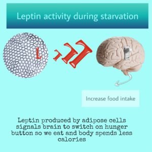 Leptin cycle